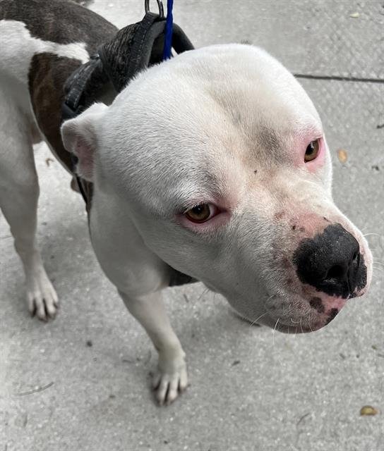 ZACK - American Bulldog available for adoption