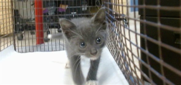 CLOE - Domestic Short Hair available for adoption