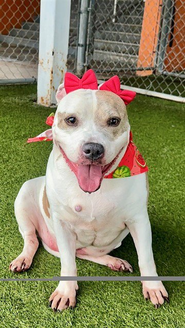 LAYKA - American Bulldog available for adoption