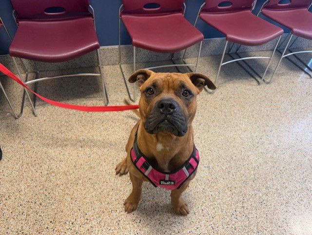 APOLLO - American Bulldog available for adoption