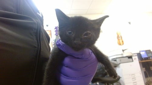 KALISIS - Domestic Short Hair available for adoption