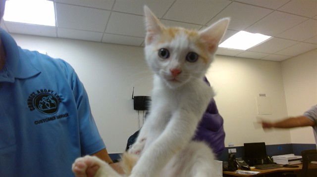 ASTRO - Domestic Short Hair available for adoption