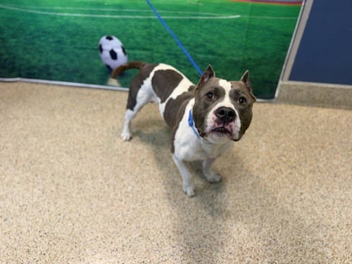 BOSSIE - American Bulldog available for adoption