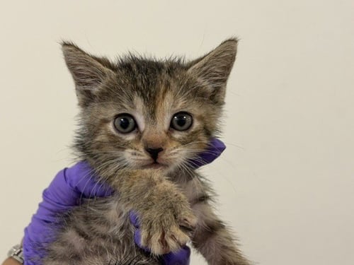 CAKE - Domestic Short Hair available for adoption