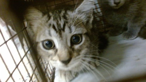 ANNIE - Domestic Short Hair available for adoption