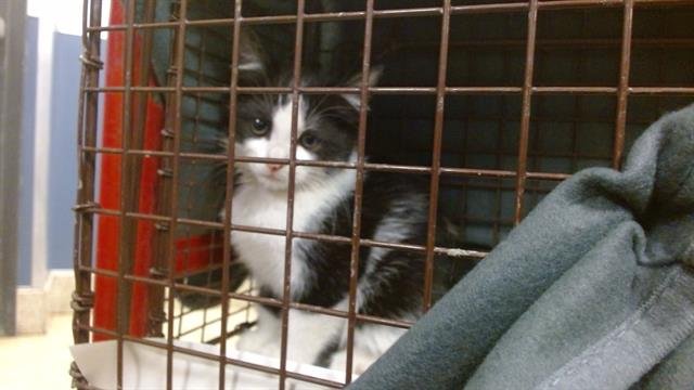 NIA - Domestic Short Hair available for adoption