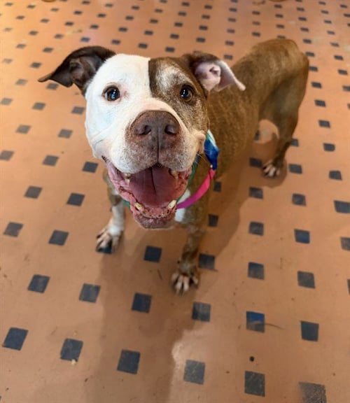 CHANCE - American Bulldog for adoption in Miami