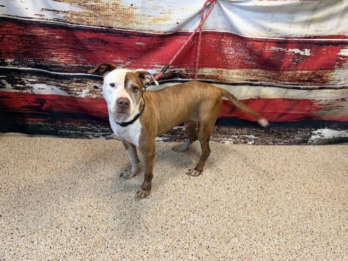CHANCE - American Bulldog available for adoption