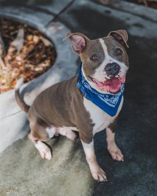 GORDO - American Pit Bull Terrier available for adoption