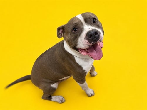 GORDO - American Pit Bull Terrier available for adoption