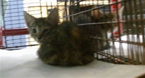 JOEY - Domestic Short Hair available for adoption