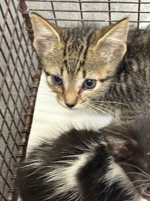 CHI CHI - Domestic Short Hair available for adoption
