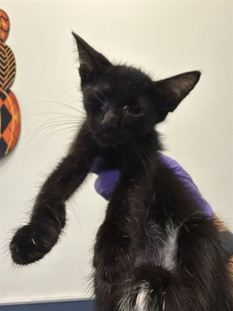 CAT 3 - Domestic Short Hair available for adoption
