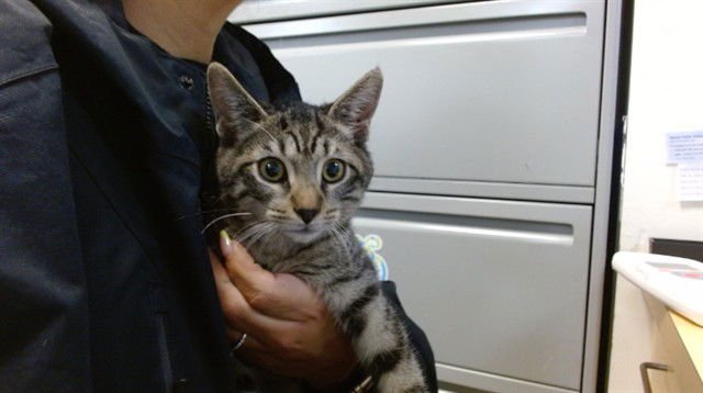 BENNY BLANCO - Domestic Short Hair available for adoption