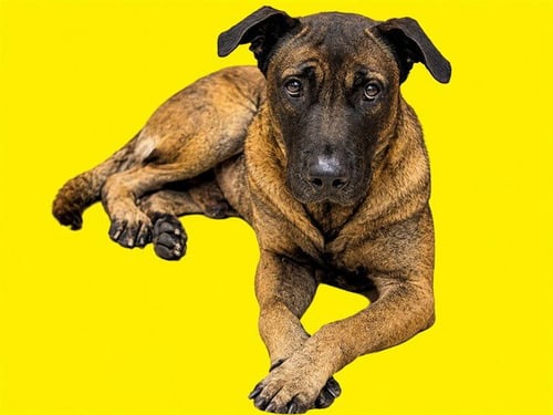 JACK - Mastiff available for adoption