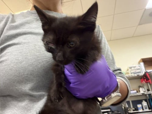 NINO - Domestic Short Hair available for adoption