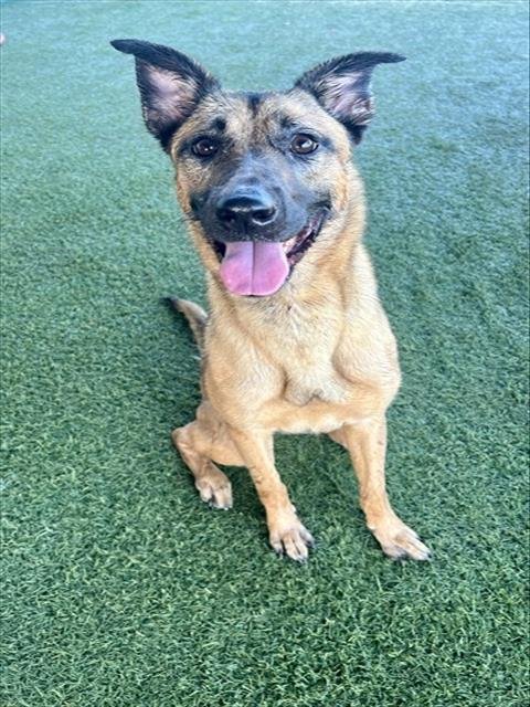 ROSSIE - German Shepherd Dog available for adoption