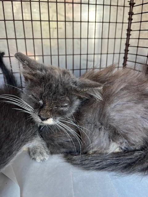 DJ - Domestic Short Hair available for adoption