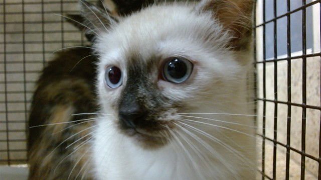 ANASTASIA - Domestic Short Hair available for adoption