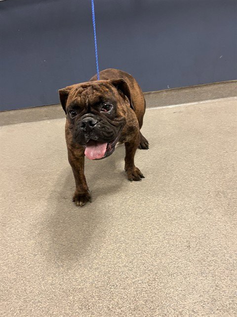 GINGER - Boxer available for adoption