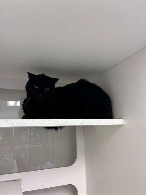 AMAN - Domestic Short Hair available for adoption