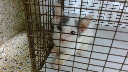 PABLO - Domestic Short Hair available for adoption