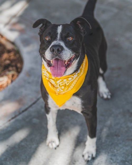 TREX - Border Collie available for adoption