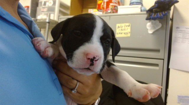 WIGGLES - Dogo Argentino / Presa Canario available for adoption