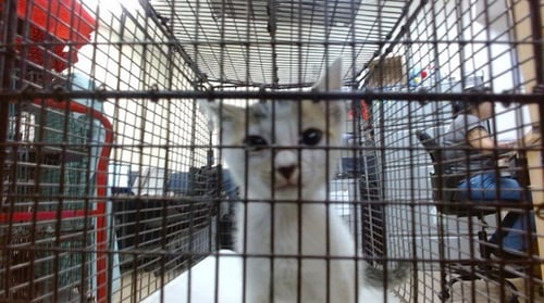 KIKI - Domestic Short Hair available for adoption