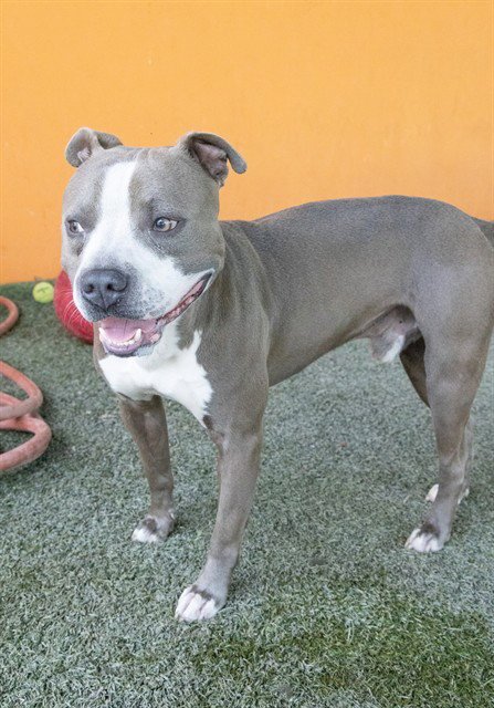 BEN - Pit Bull Terrier available for adoption