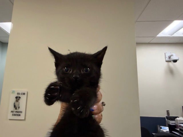 KOJI - Domestic Short Hair available for adoption