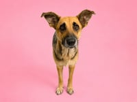 SABLE - Photo 1