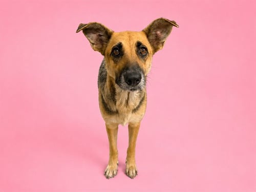 SABLE - German Shepherd Dog available for adoption