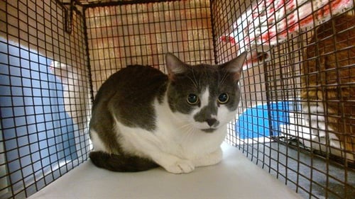 LOKI - Domestic Short Hair available for adoption