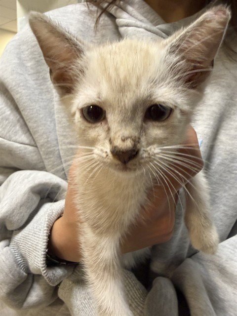 FINN - Siamese available for adoption