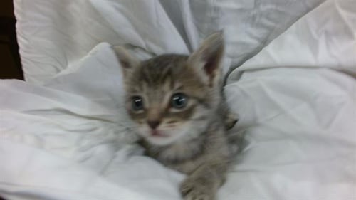 PICKLES - Domestic Short Hair available for adoption