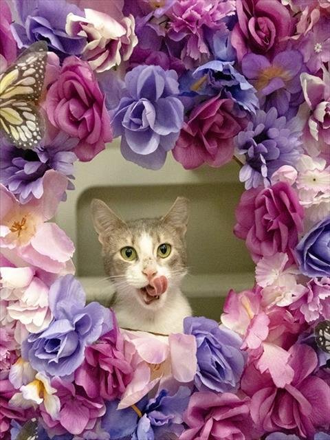 SUNNY - Domestic Short Hair for adoption in Hialeah