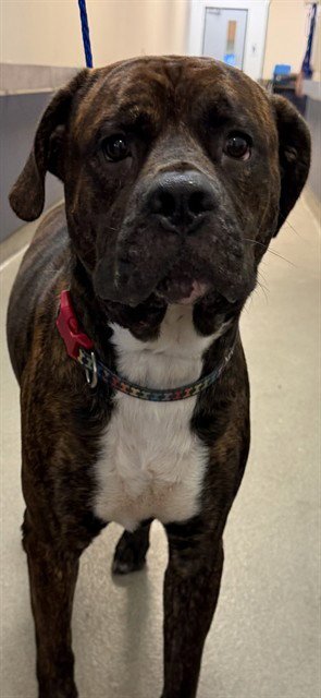 CHILI - American Bulldog available for adoption