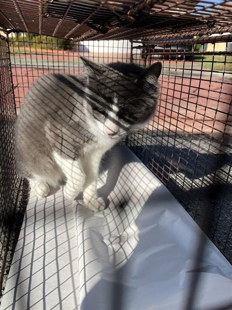 BENITO - Domestic Long Hair available for adoption