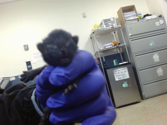 SPRINKLES - Domestic Short Hair available for adoption