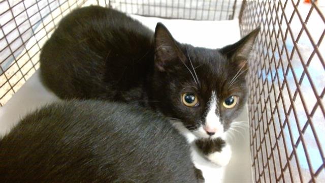 ALICE - Domestic Short Hair available for adoption