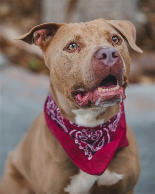 ROCCO - Pit Bull Terrier for adoption in Hialeah