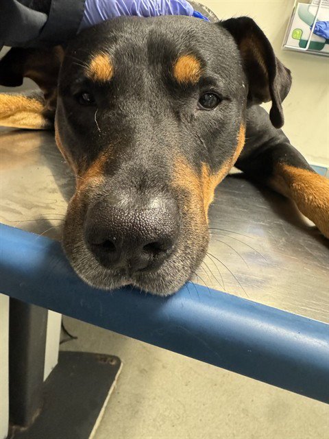 LUKE - Rottweiler available for adoption