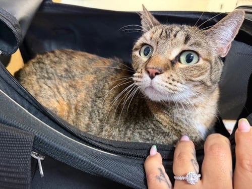 MARY - Domestic Short Hair available for adoption
