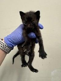 ONYX - Photo 1
