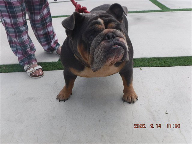 BELLA Image