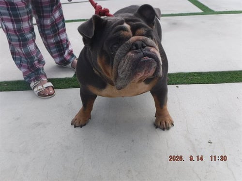 BELLA - English Bulldog available for adoption