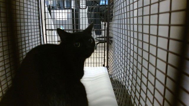 SLAY - Domestic Short Hair available for adoption