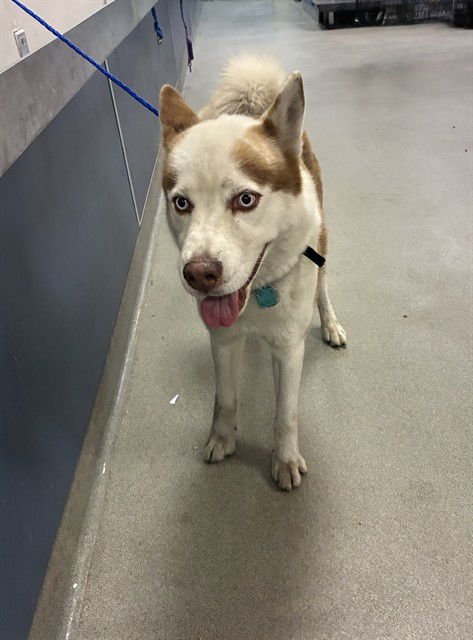 SIMBA - Siberian Husky available for adoption