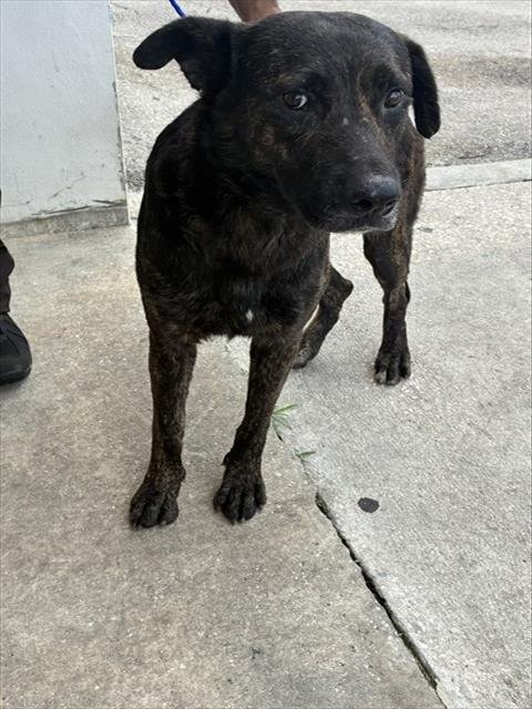 RAMON - German Shepherd Dog available for adoption